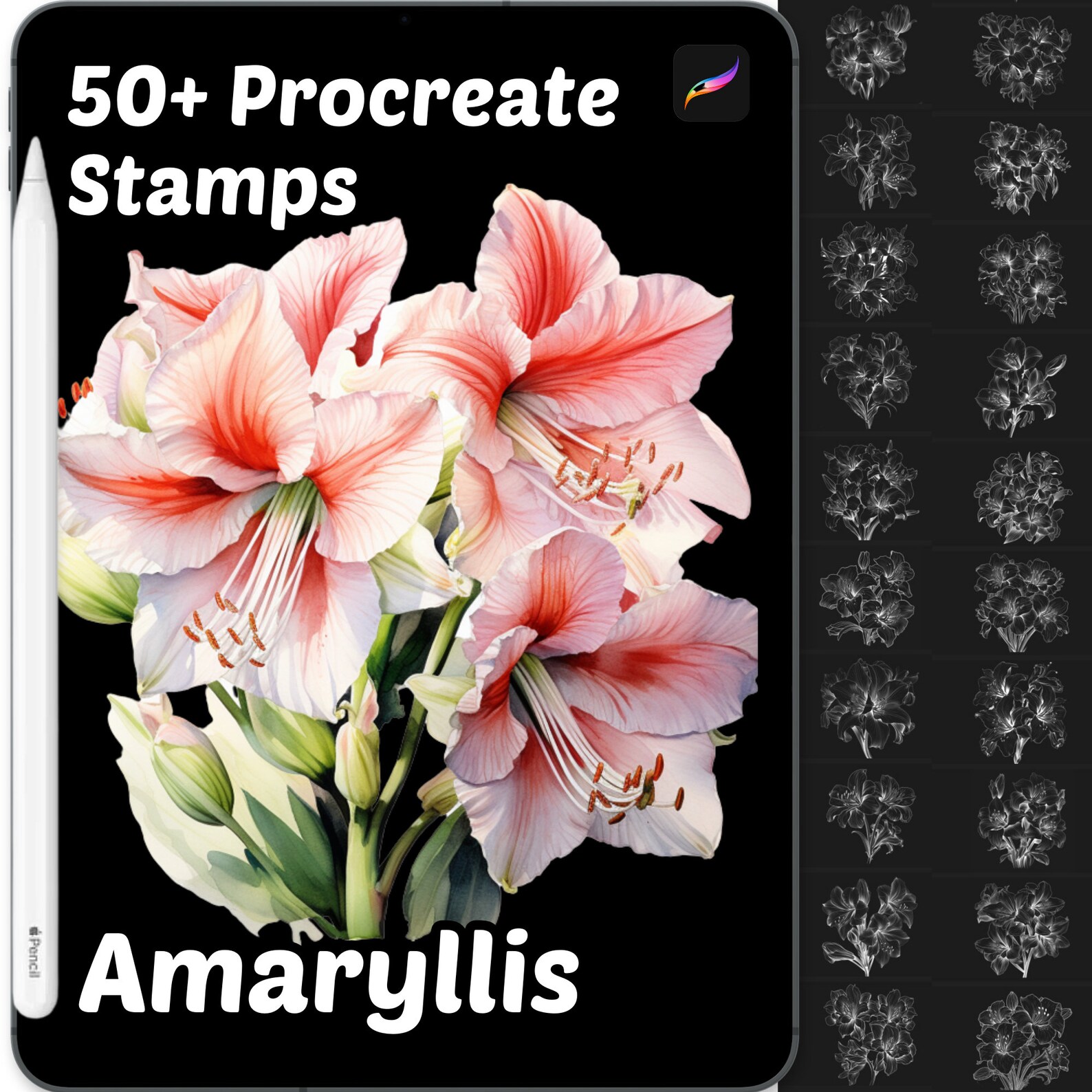 Amaryllis Procreate Stamps | 50+ Procreate Floral Stamps | Botanical ...