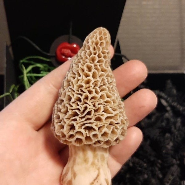 Morel Mushroom Kit Etsy