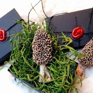 3 pack bundle Morel Mushroom Ornaments with gift boxes plus free shipping