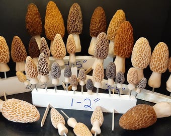 Figuritas de setas morillas a granel