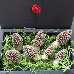 May include: A collection of morel mushrooms, also known as sponge mushrooms, arranged in a box lined with green moss. The mushrooms are light brown and have a distinctive honeycomb-like texture.