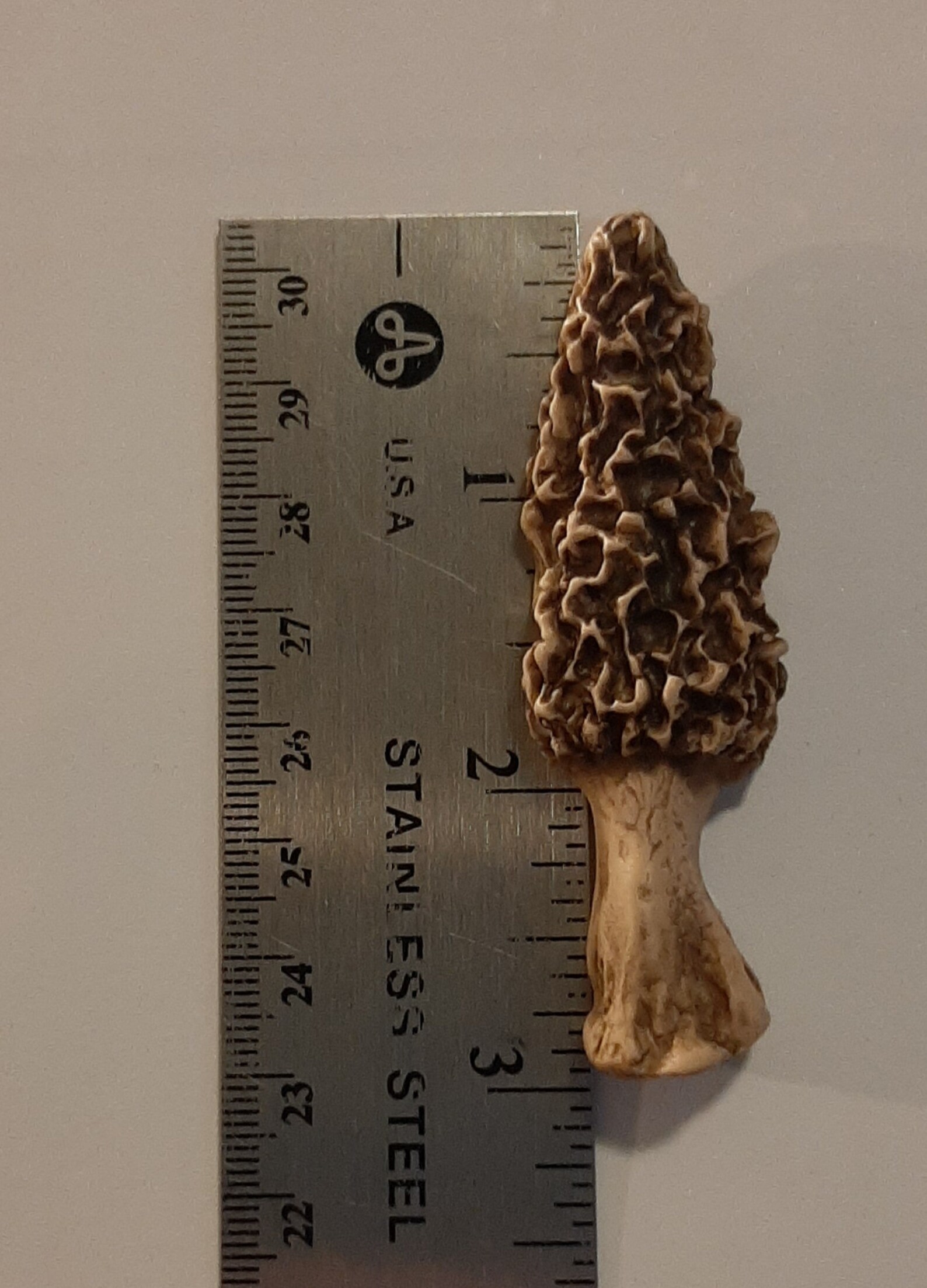 3 Morel Mushroom & Gift Box Etsy
