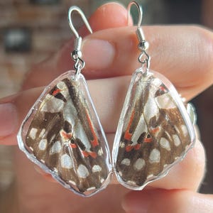 Pendientes de alas de mariposa - Arrendajo común - Joyería con insectos reales