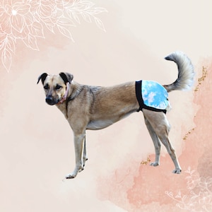 Puede incluir: Un perro canela que lleva un pañal con estampado azul y blanco con ribete negro. El perro está de pie sobre un fondo rosa y melocotón con detalles florales. El perro tiene un collar rosa.