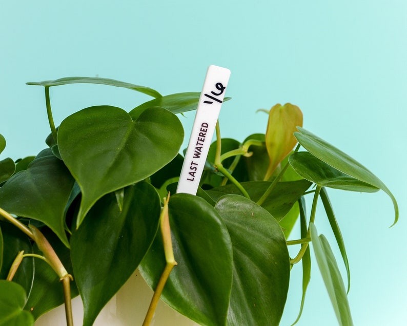 Last Watered Plant Marker Plant Water Reminder Plant Stake Set of 6 Gift for Plant Mom Gift for Plant Parent Plant Accessory image 1