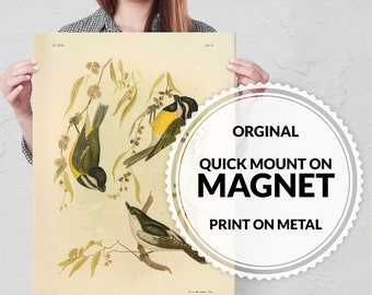 SteelPoster Vintage Birds - Animals - Magnet Mounted full Metal Poster - Retro Antique Art