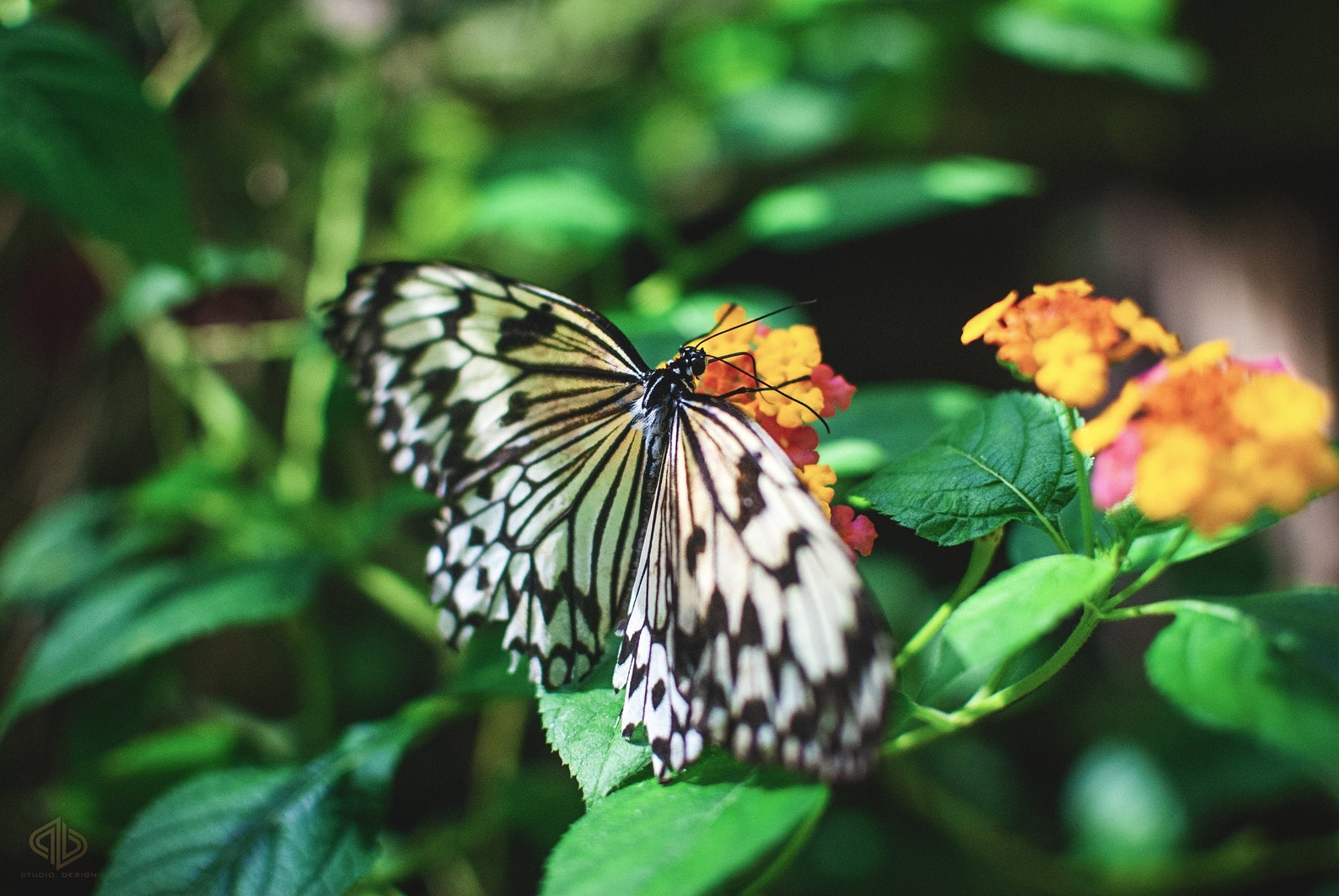 Habitat Bohol Butterfly and Botanical Garden Etsy