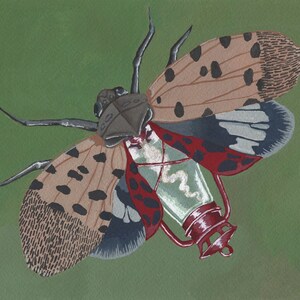 Spotted Lanternfly Art Print