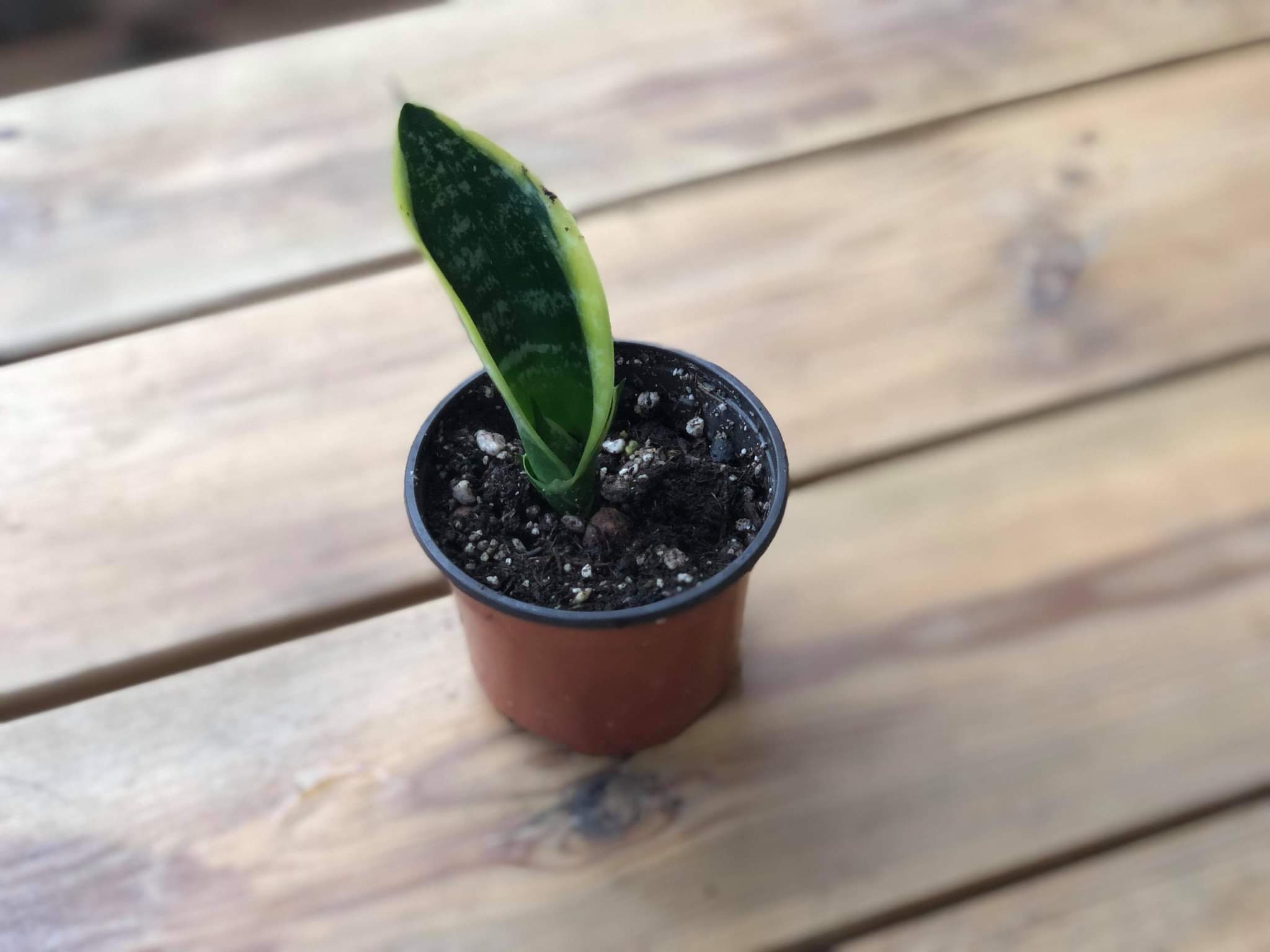 Sansevieria Trifasciata