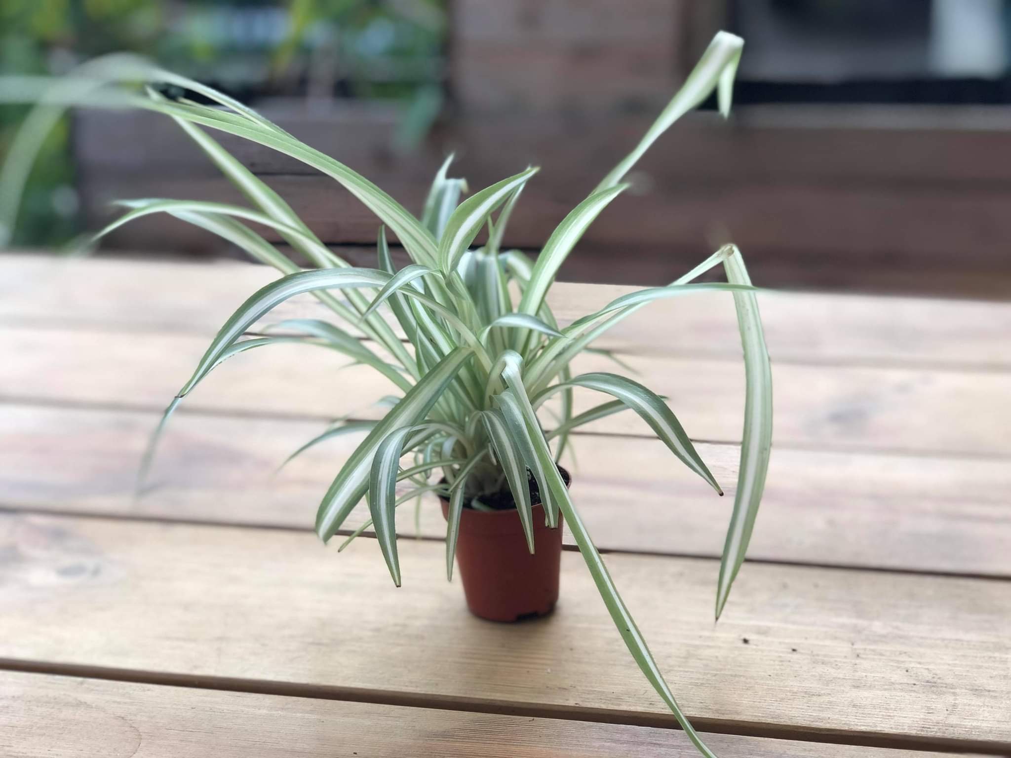 Chlorophytum