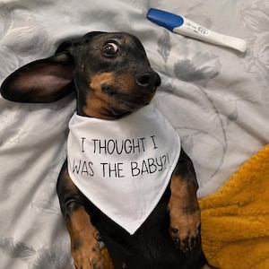 May include: A black and tan dachshund wearing a white triangular bandana with the black text I THOUGHT I WAS THE BABY?! printed on the front. A white and blue plastic pregnancy test stick is positioned near the dog's head on the fabric surface.
