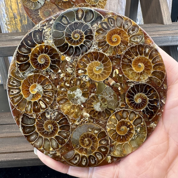 Natural Rare Ammonite Disc Fossil Conch Specimen,Crystal Quartz Fossil Conch,Reiki Healing,Home Decoration,From Madagascar,Crystal Gifts 1PC