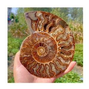 600g+ A pair of Natural Rare Ammonite Fossil Conch,Quartz Crystal Fossil,Home Decoration,Mineral Samples,From Madagascar （Random shipments）
