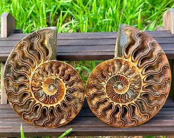 600g+ A pair of  Natural Rare Ammonite Fossil Conch,Quartz Crystal Fossil,Reiki Healing,Home Decoration,Mineral Samples,From Madagascar 10g