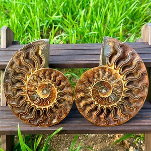 600g+ A pair of  Natural Rare Ammonite Fossil Conch,Quartz Crystal Fossil,Reiki Healing,Home Decoration,Mineral Samples,From Madagascar 10g