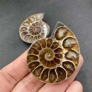 May include: Two fossilized ammonites, one brown and one light brown, with intricate spiral patterns. The ammonites are arranged in a semi-circle, with the larger ammonite on the right.