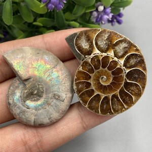 May include: Two fossilized ammonites, one with iridescent colors and the other with a brown and white spiral pattern.