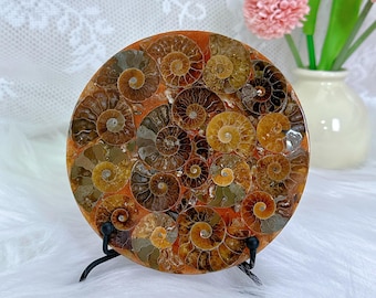 Natural Rare Ammonite Fossil Conch Disc+Iron Stand,Quartz Crystal Fossil,Reiki Healing,Home Decoration,Mineral Samples,From Madagascar