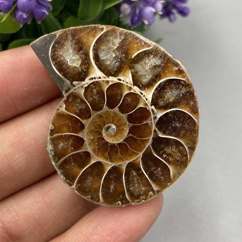 May include: A fossilized ammonite with a spiral shell pattern in shades of brown and white. The shell has a smooth, polished surface.