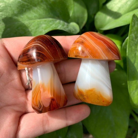 Sardonyx Mushrooms Sardonyx Mushrooms