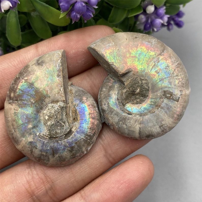 May include: Two iridescent ammonite fossils with a spiral shape and a gray, brown, and blue color.