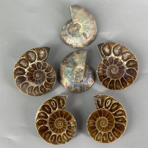 May include: Five fossilized ammonites in various shades of brown and iridescent blue. The ammonites are spiral-shaped with intricate patterns.