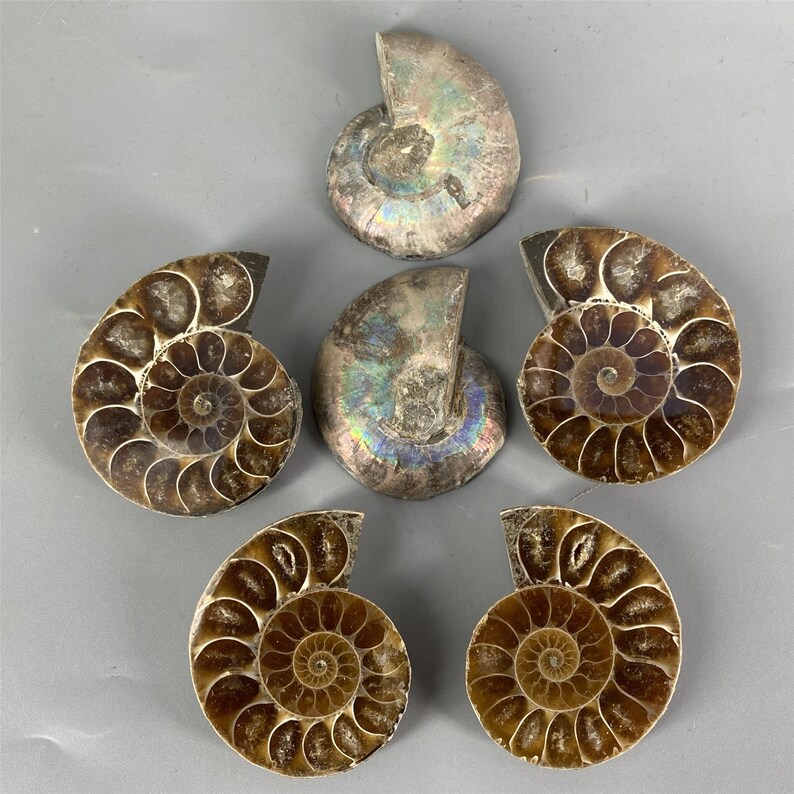 May include: Five fossilized ammonites in various shades of brown and iridescent blue. The ammonites are spiral-shaped with intricate patterns.
