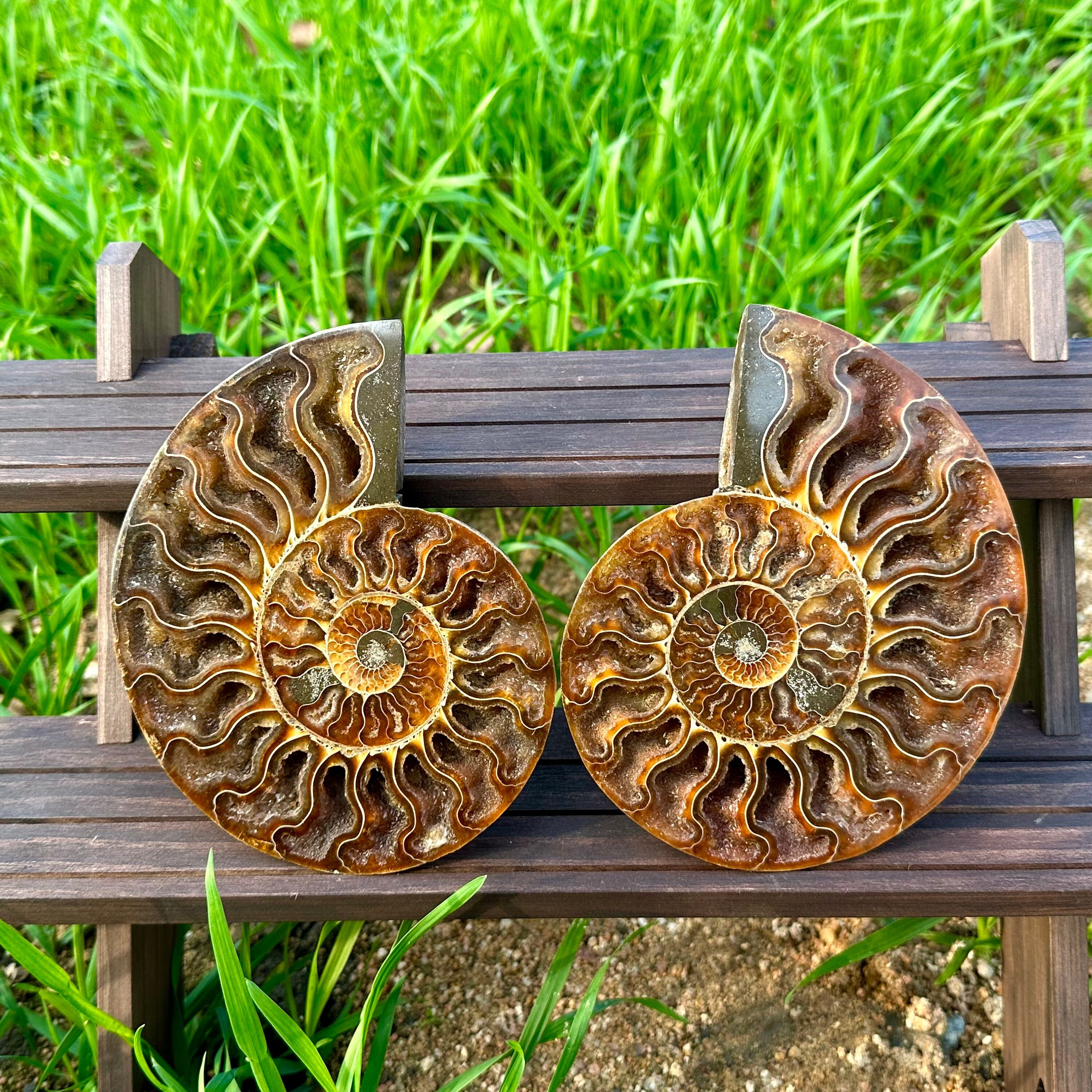 Natural Rare Ammonite Fossil Conch,Druse Fossil,Reiki Healing,Home Decoration,Mineral Samples,From Madagascar,Random Delivery