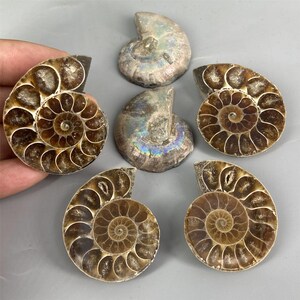 May include: A collection of six fossilized ammonites in various shades of brown. The ammonites are spiral-shaped and have a iridescent sheen.