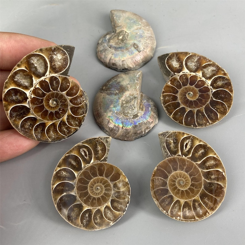 May include: A collection of six fossilized ammonites in various shades of brown. The ammonites are spiral-shaped and have a iridescent sheen.
