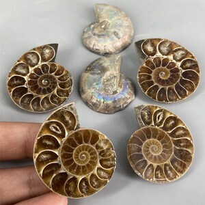 May include: A collection of six fossilized ammonites in various shades of brown and iridescent colors. The ammonites are arranged on a gray surface.
