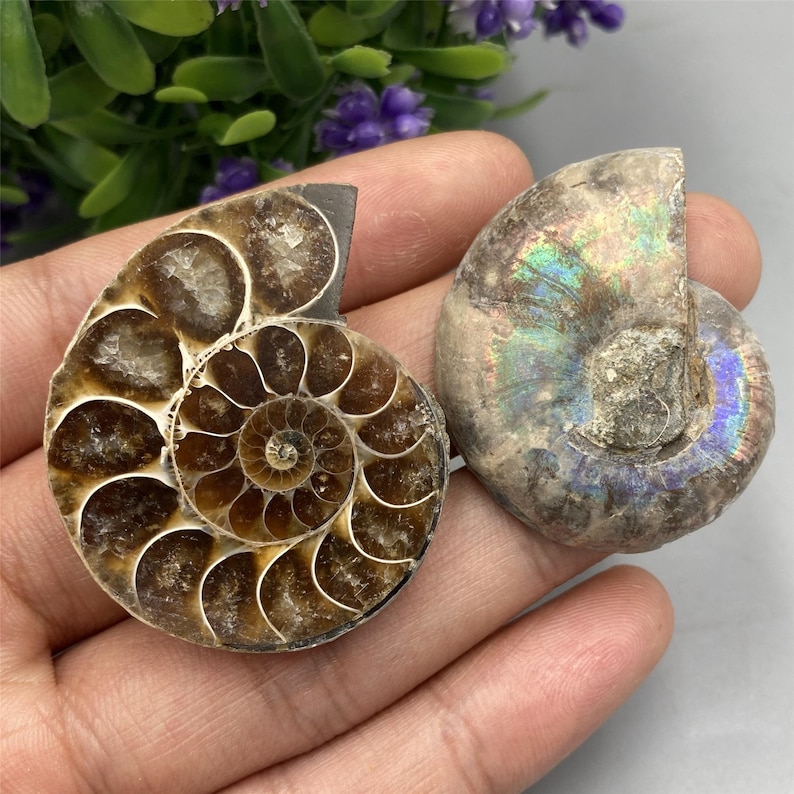 May include: Two fossilized ammonites, one with a brown and white spiral pattern and the other with a iridescent blue and purple shell.