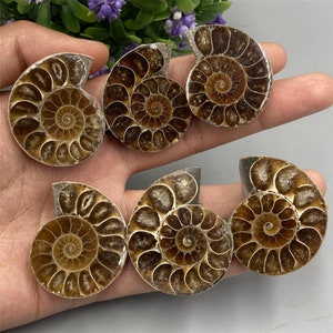 May include: Six brown and gold ammonite fossils with intricate spiral patterns. The fossils are arranged in a semi-circle on a hand.