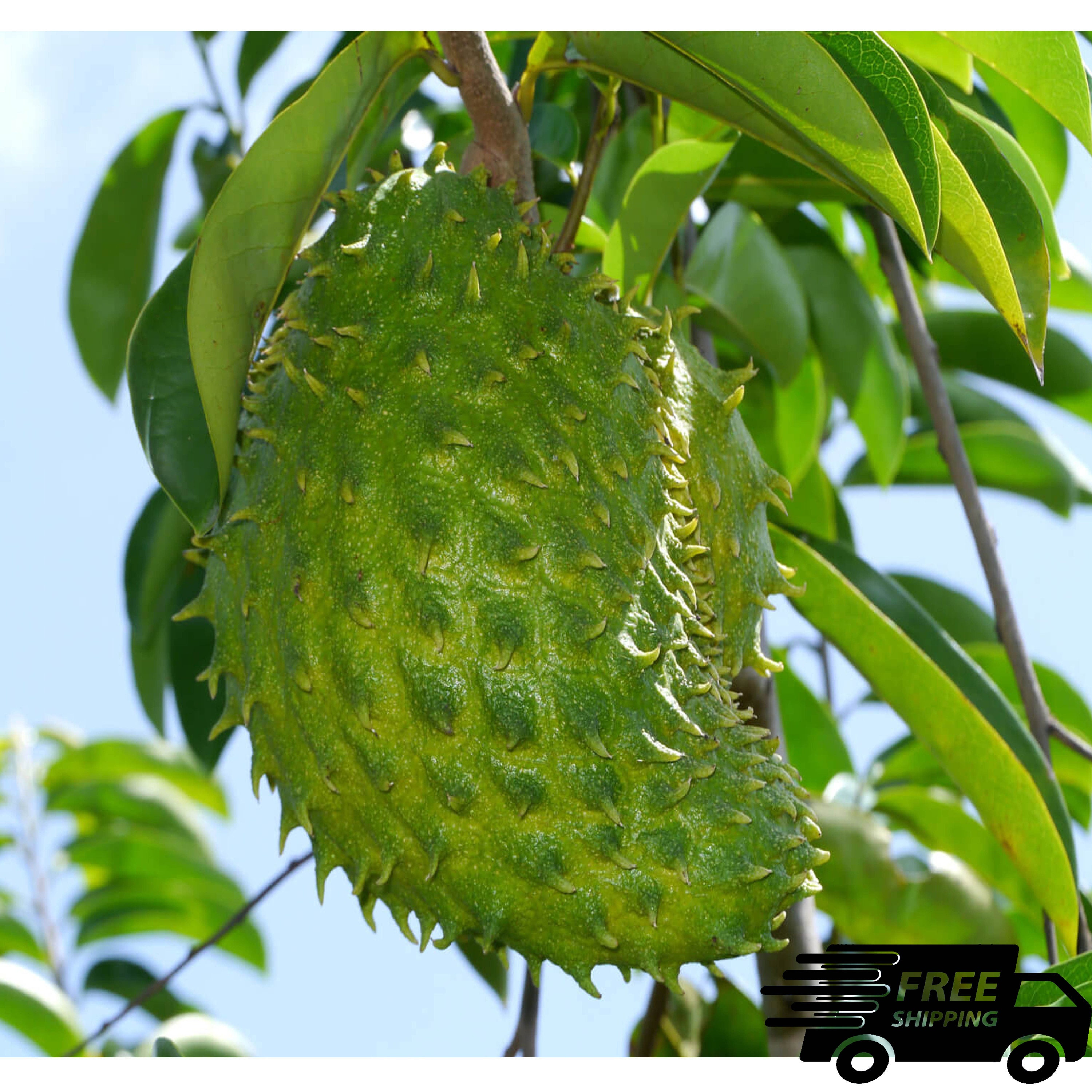 Organic Soursop Fruit Capsules(600mg)/graviola/ Guanabana / Annona)pure Natural Etsy