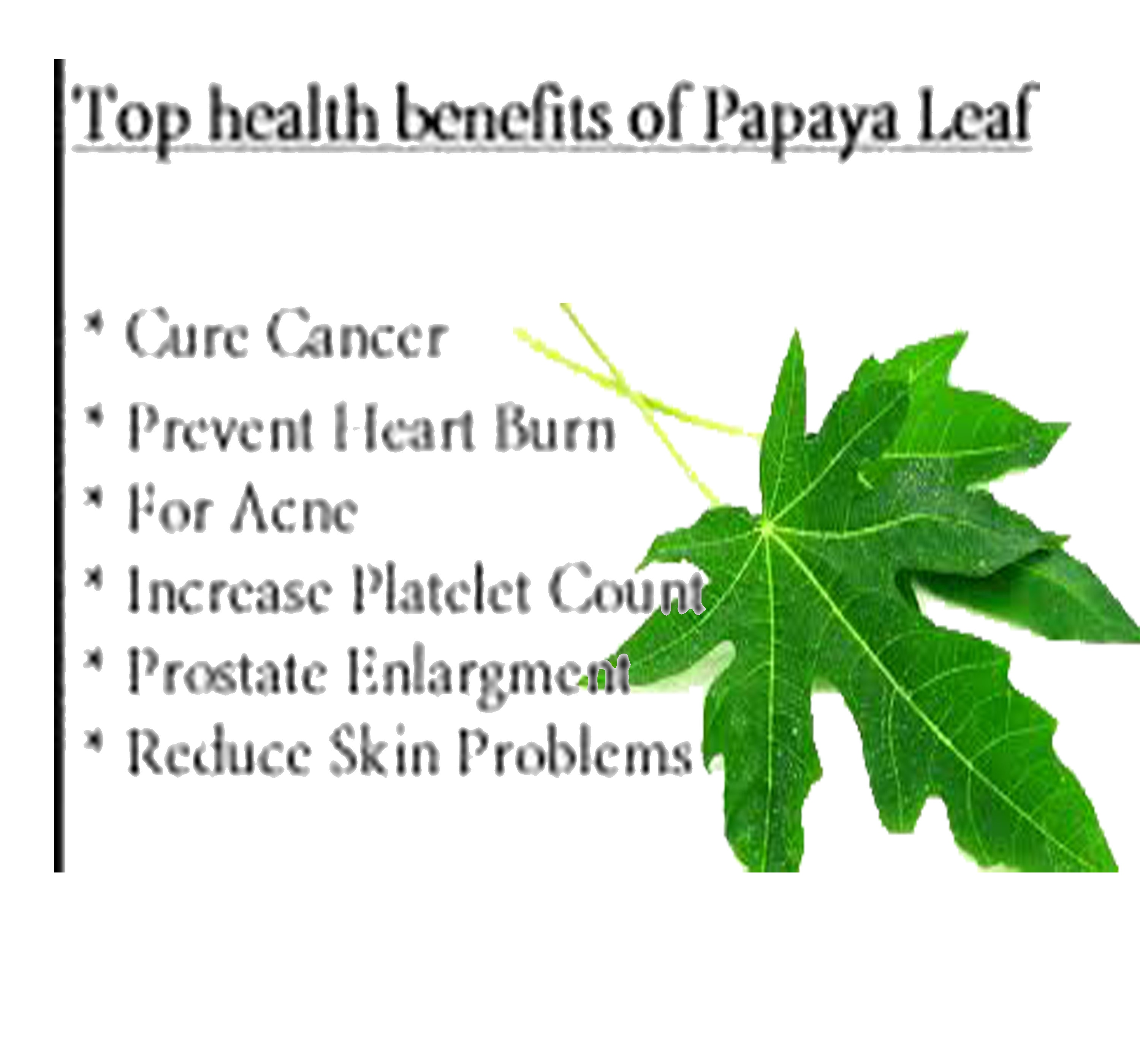 Papaya Leaves Capsules600mg Pure Organic Increase Platelet Count