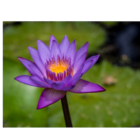 Fleur de lotus bleu séchée biologique Nymphaea Caerulea / - Etsy France