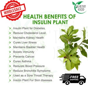 Getrocknete Bio-Insulin-Pflanzenblätter Tea Cut Flake / Feuriger Kostus / Blutzucker-Unterstützung