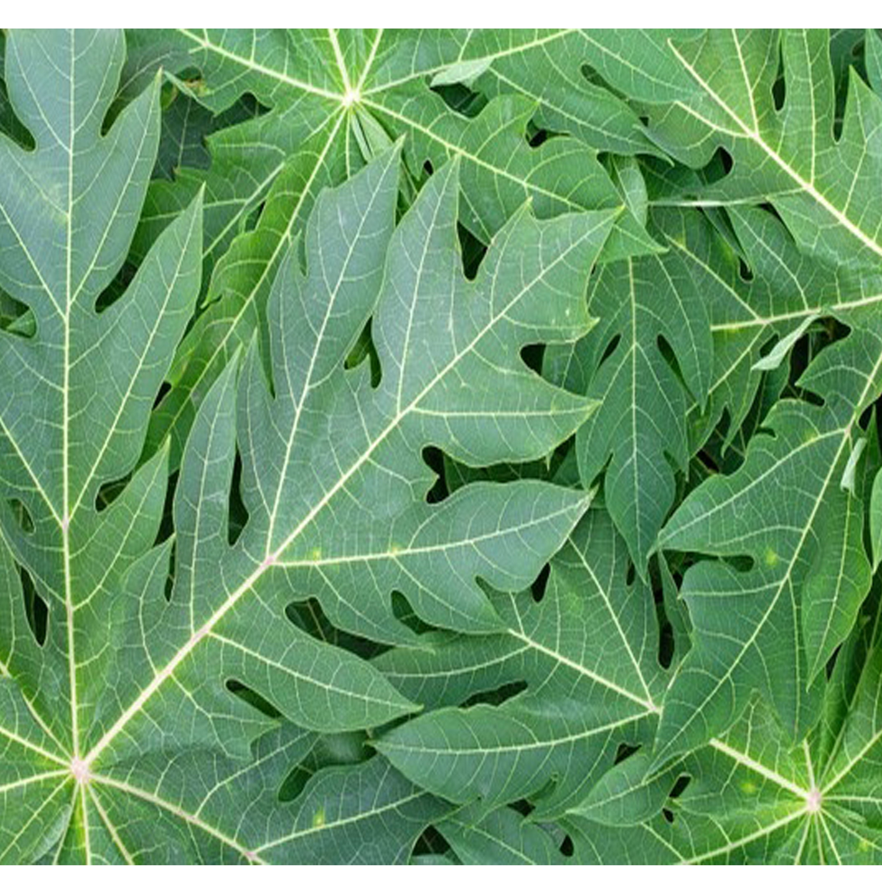 Papaya Leaves Capsules600mg Pure Organic Increase Platelet Count Organiccarica Papaya Etsy