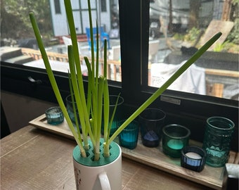 Kratkybal/glazen pot groene ui boerderij
