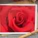 see more listings in the Envoyer de l'amour section
