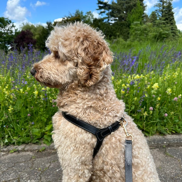 Harnais de chien en cuir