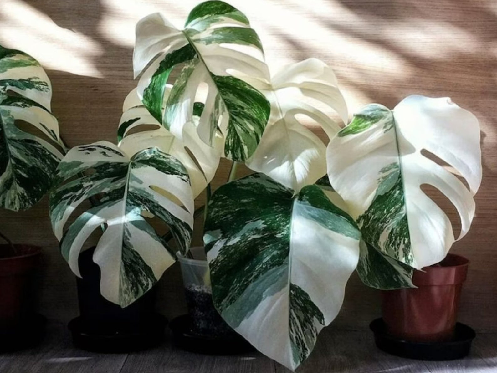100 Monstera Albo Seeds Variegated Deliciosa Monstera White Etsy