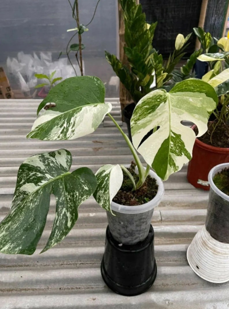 100 Monstera Albo Seeds Variegated Deliciosa Monstera White Etsy