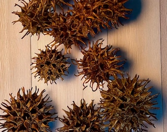 Sweetgum Balls natural tannins fry fish protectant, flower bed protectant  (12)