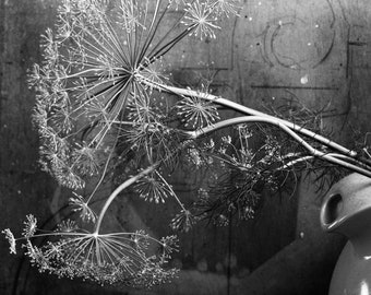 Dill Flower #2 Photographic Botanical Print, Black and White Photograph, Decor