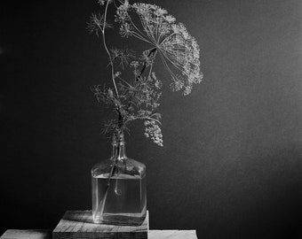 Dill Flower #2 Photographic Botanical Print, Black and White Photograph, Decor