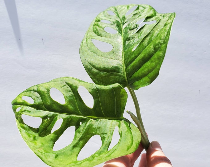 Monstera Adansonii Cutting Swiss Cheese Cutting Monstera Propagation