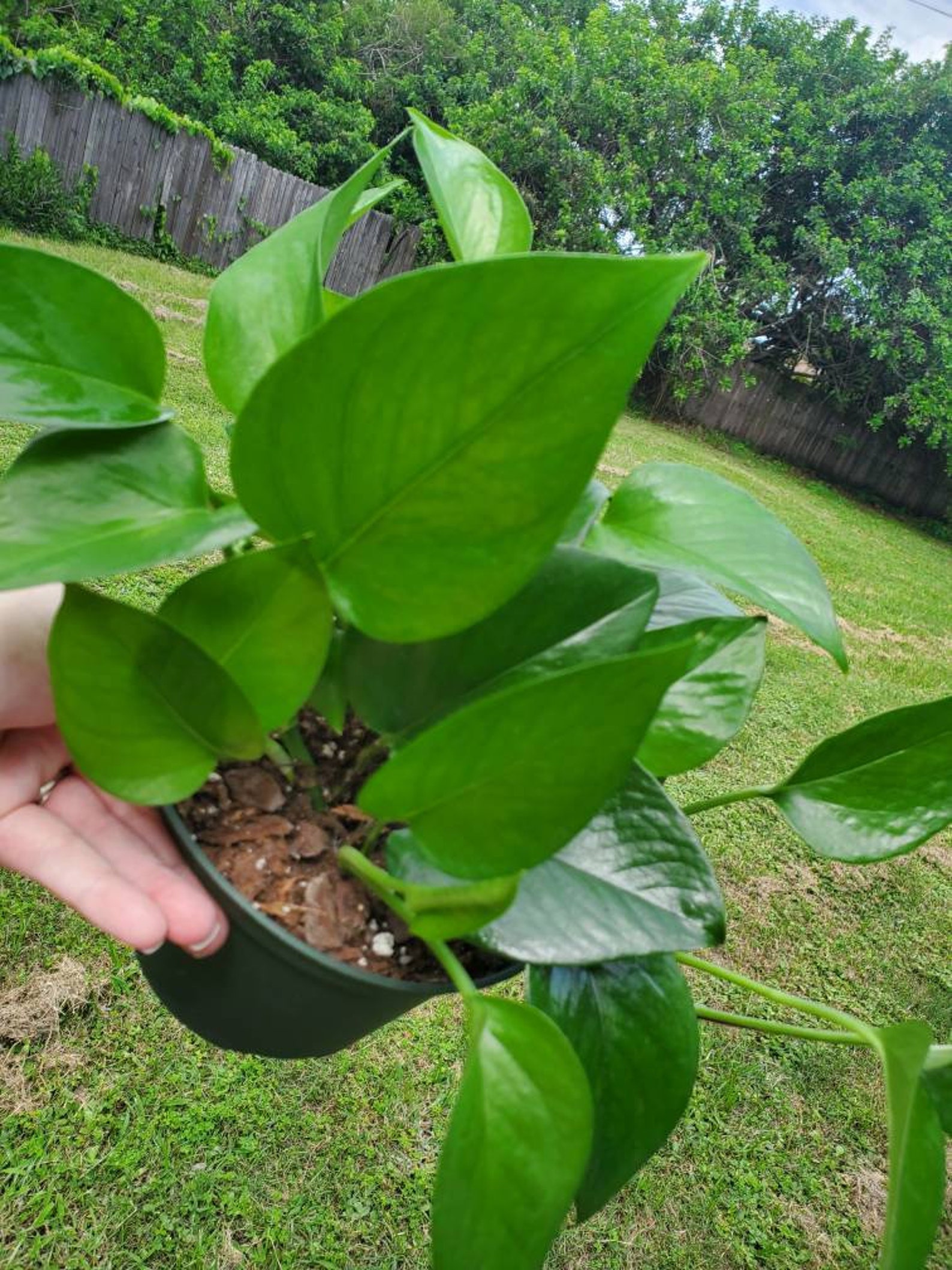 Jade Pothos cuttings House Plants pothos trailing vines Etsy Jade Pothos cuttings House Plants pothos trailing vines Etsy