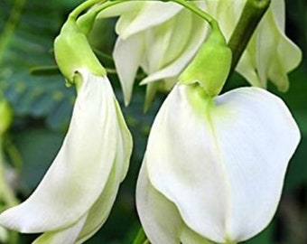 20+ White Hummingbird Tree Seeds, Bong So Dua, Sesbania grandiflora
