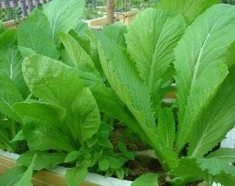 3000+ Green Mustard/Cải bẹ xanh Seeds USA